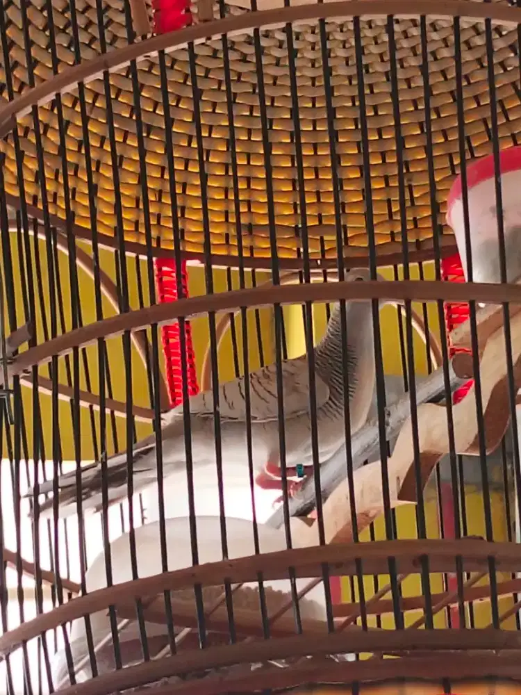 Jual burung perkutut warna silver gacor suara ngebas murah