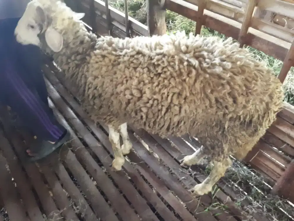 Sedia Domba,kambing dan lainnya