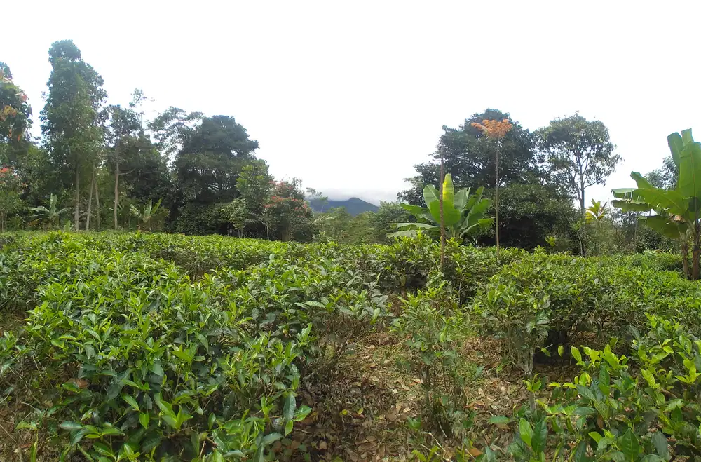 Kebun Produktif Murah Luas 4000m²,Cocok Untuk Villa