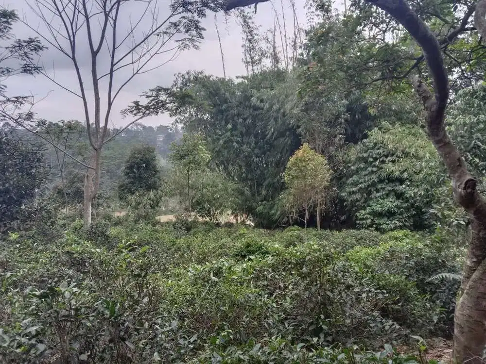 Di Jual Lahan Kebun Murah,Akses Jalan Mobil