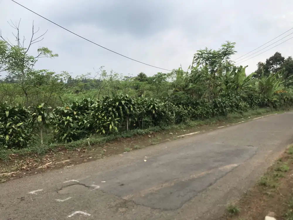 Di Jual Kebun Pinggir Jln Utama