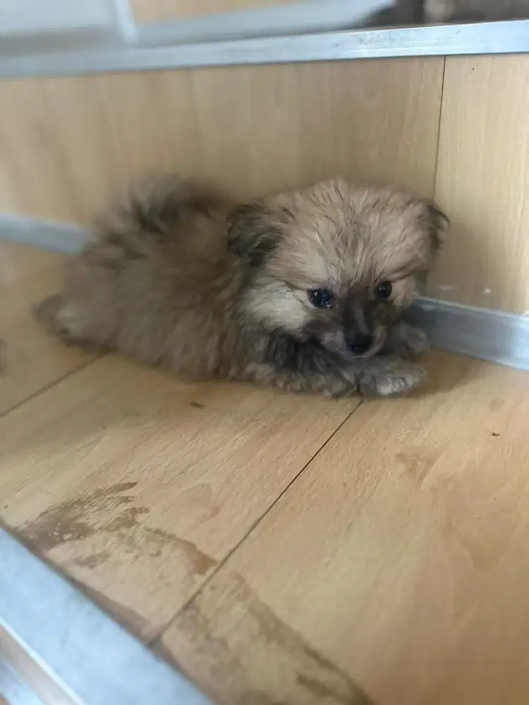 Anjing minipom 1 bln non stb