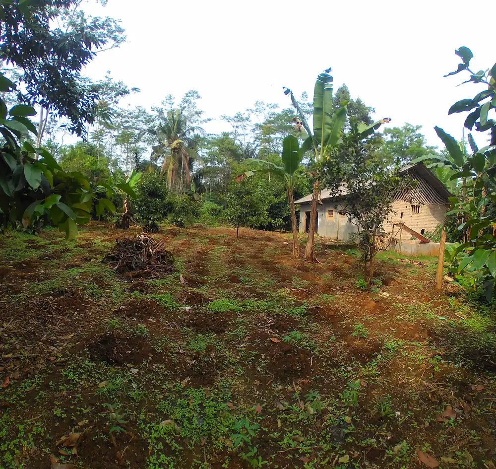 Tanah Kebun Produktif,Cocok Untuk Rumah Kebun