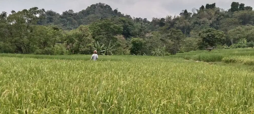 Di Jual Sawah Produktif ,Cocok Untuk Investasi