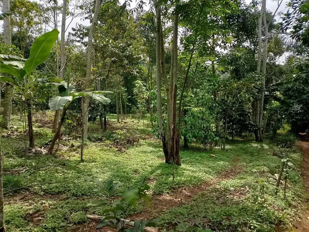 Di Jual Tanah Kebun,Akses Jln Mobil