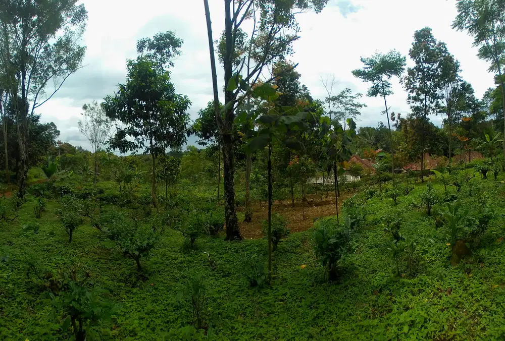 Kebun Produktif Murah Luas 1600m²,Cocok Untuk Villa