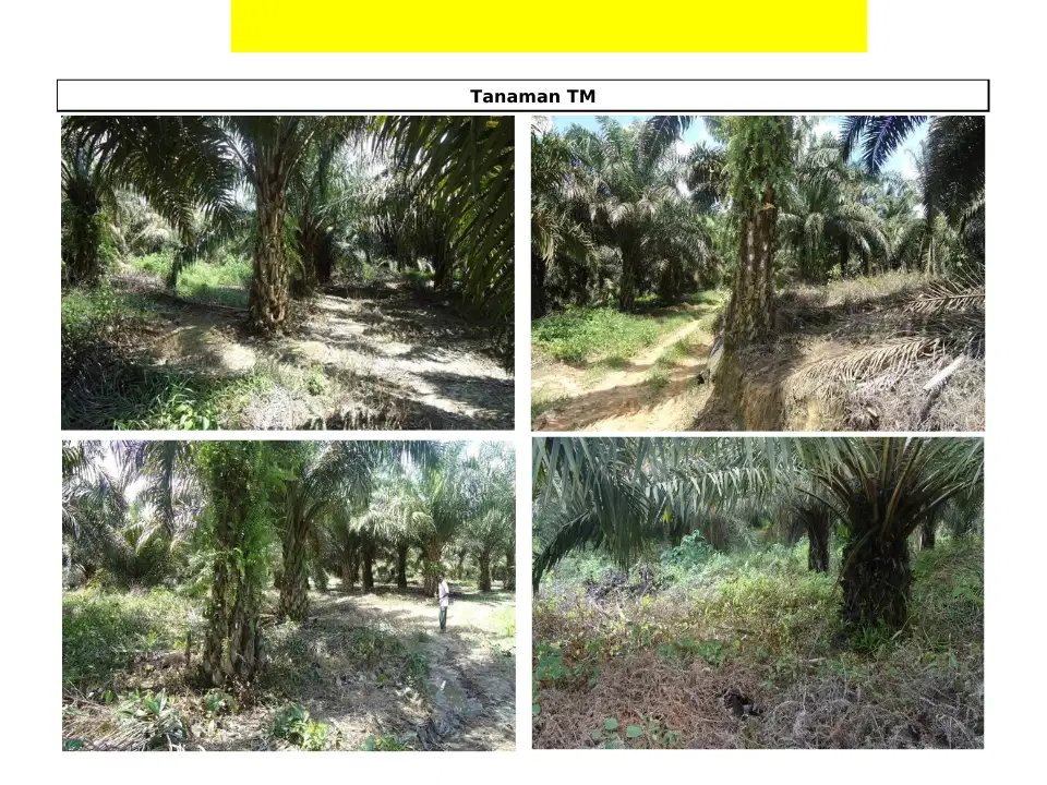 2400 Ha kebun sawit Plasma 600ha di sorolangun jambi Izin lengkap