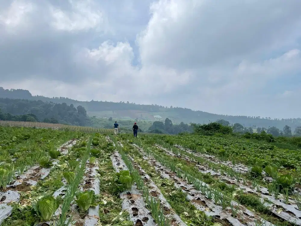 Di jual tanah perkebunan di goalpara sukabumi