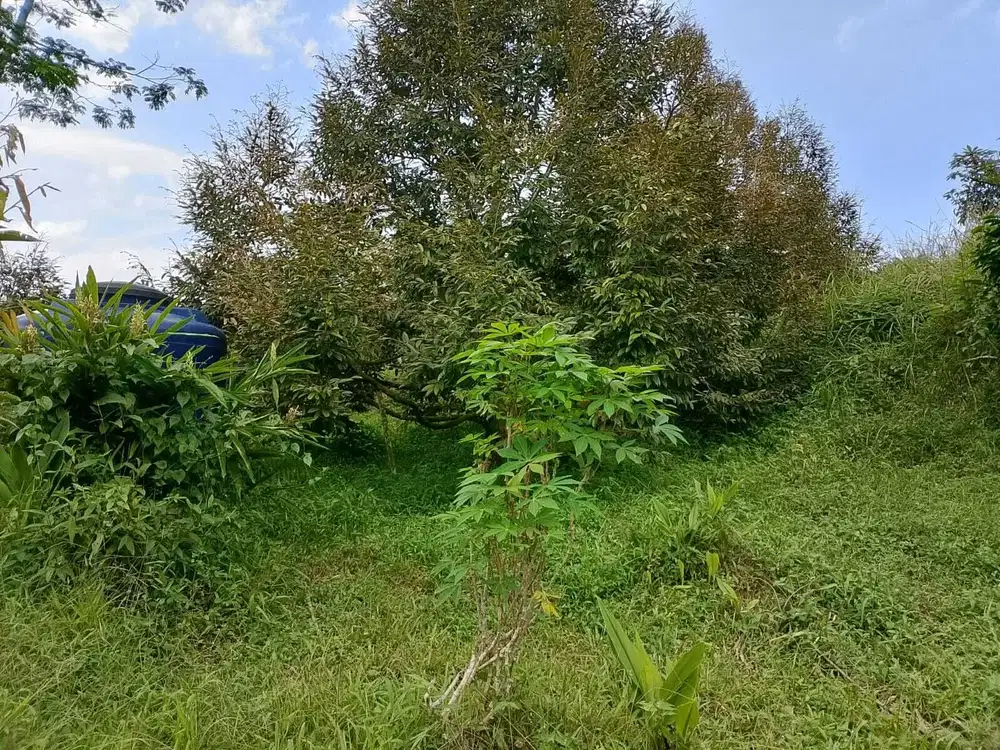 KEBUN DURIAN & ALPUKAT PRODUTIF