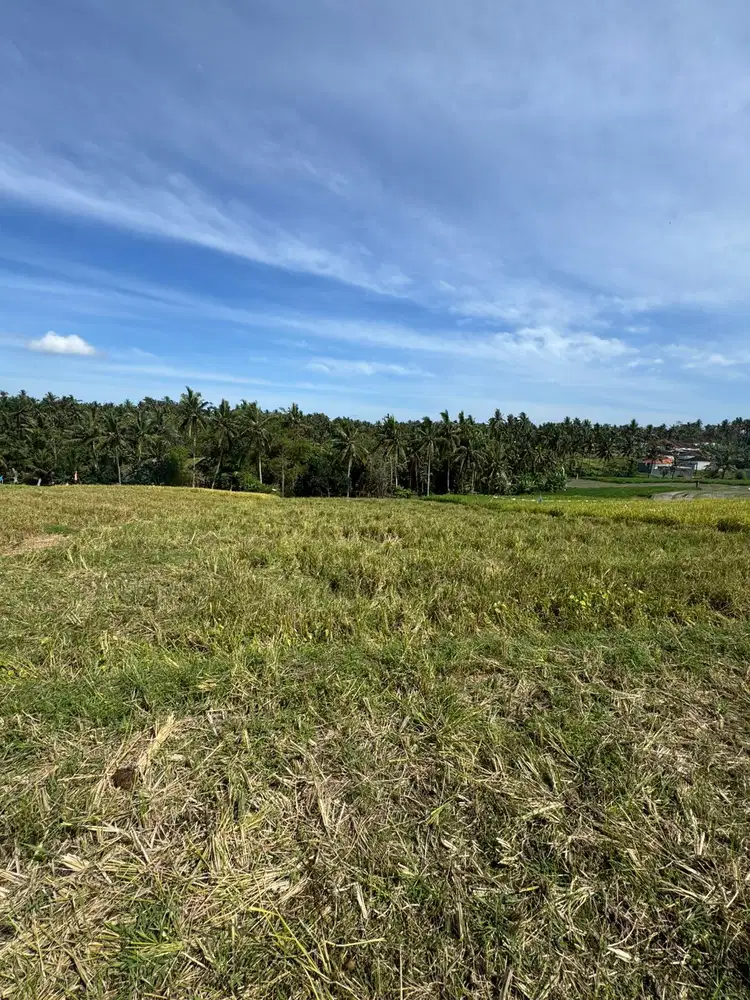 DIJUAL SAWAH STRATEGIS – LOKASI PREMIUM DEKAT JALAN PROPINSI DENPASAR