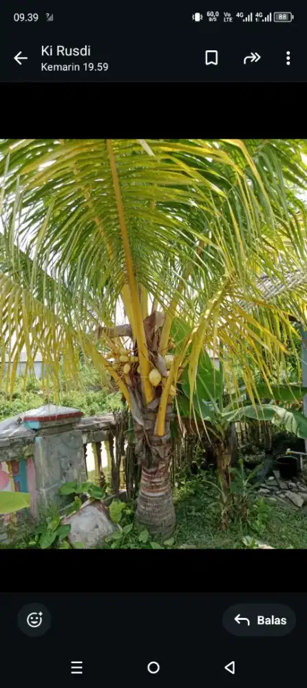 Pohon kelapa (gading-kuning)