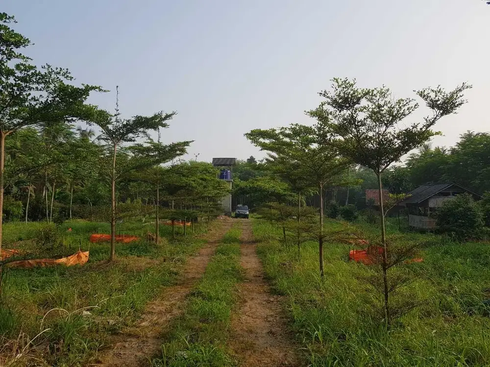 Dijual Tanah 24500 m2 Di Desa Cibadung , Parung, Bogor