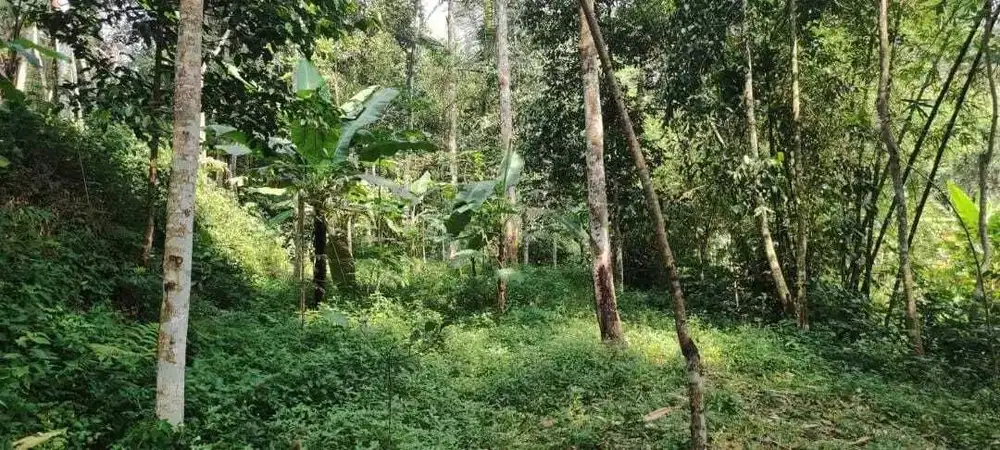 LT 3567 m²,harga NJOP 700 jt Warung Menteng ,Cijeruk Bogor