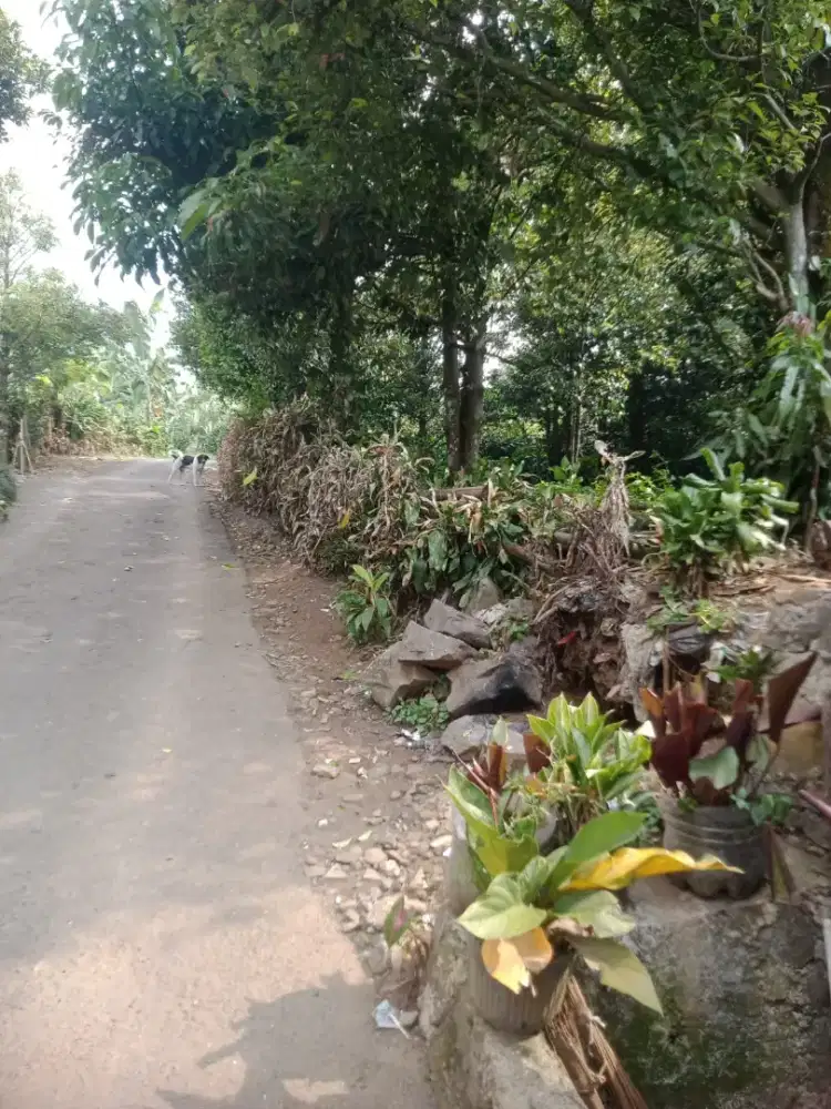 Dijual Tanah Kebun Pala