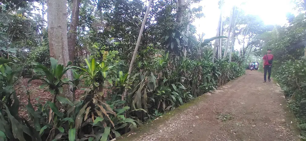 Di Jual Tanah Kebun,Cocok Untuk Rumah Kebun