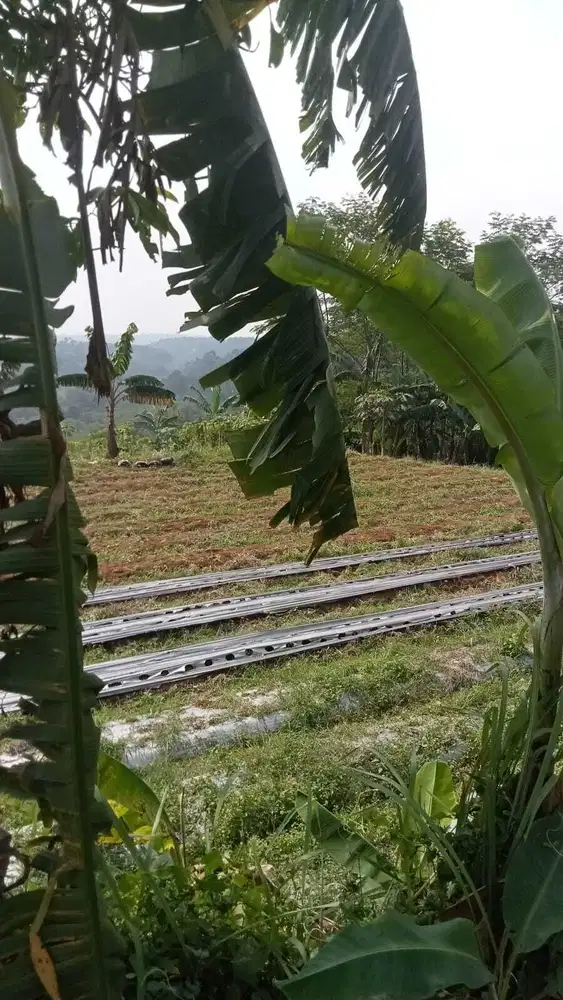 Dijual Tanah Lokasi Staregis Dekat Gerbang Masuk Tol Caringin Bogor
