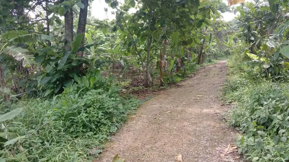 Di Jual Cepat Kebun Murah,Luas 4600m²