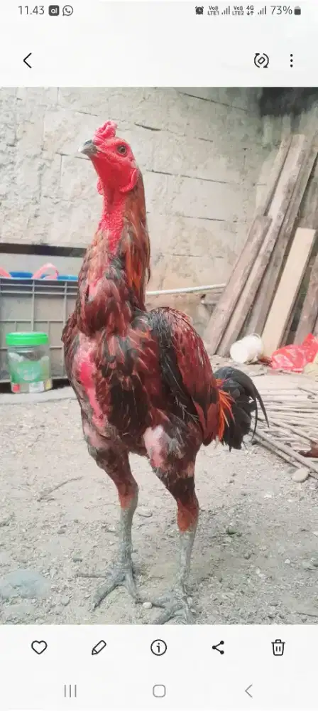 Ayam pama ninja samurai