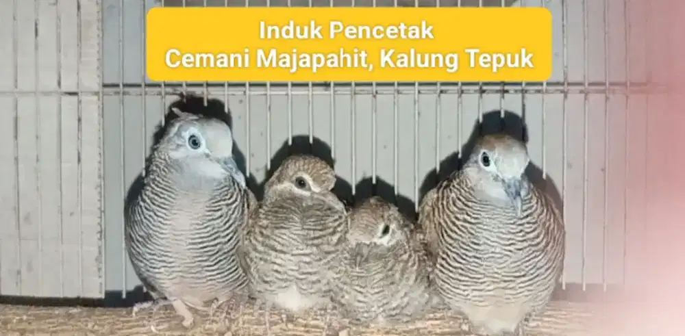 Indukan Produktid Pencetak Perkutut Cemani Majapahit + Kalung Tepuk