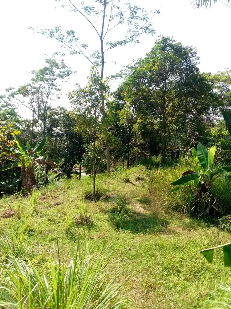 Tanah Lokasi Di Sukamakmur SHM PT XL Untuk Investasi