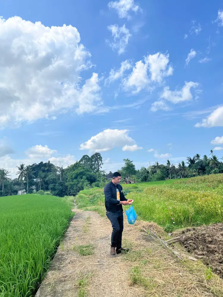 Dijual Tanah Ubud 350 m2 sangat strategis View Sawah Aktif - Thumbnail 3