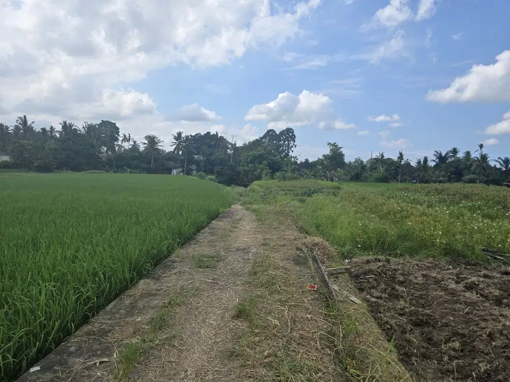 Dijual Tanah Ubud 350 m2 sangat strategis View Sawah Aktif - Thumbnail 4
