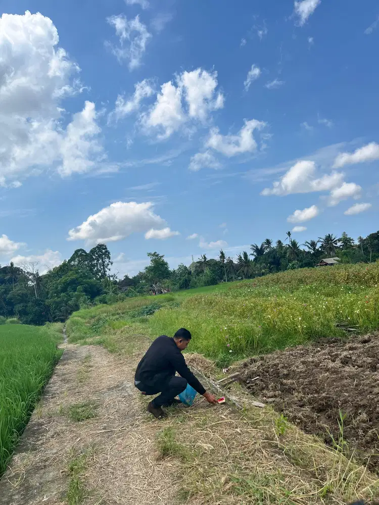 Dijual Tanah Ubud 350 m2 sangat strategis View Sawah Aktif - Thumbnail 2