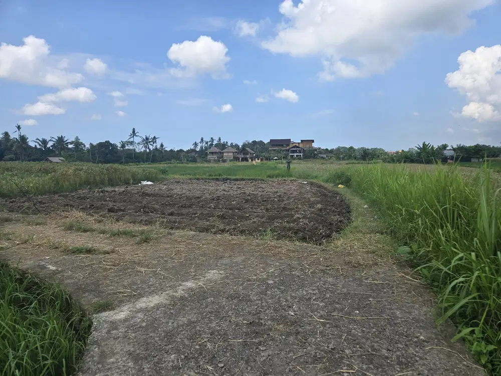 Dijual Tanah Ubud 350 m2 sangat strategis View Sawah Aktif - Thumbnail 5