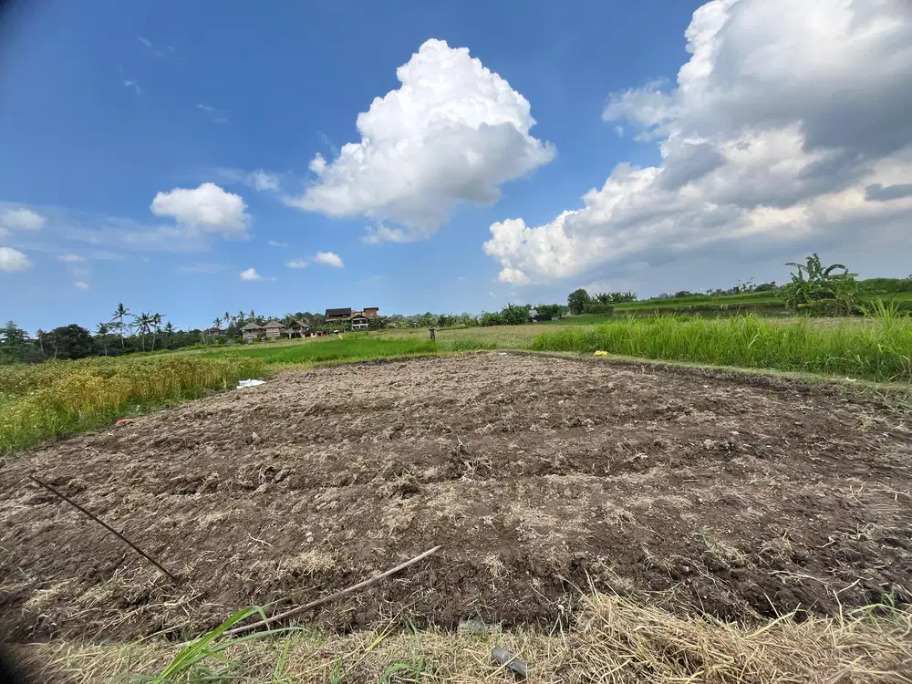 Dijual Tanah Ubud 350 m2 sangat strategis View Sawah Aktif