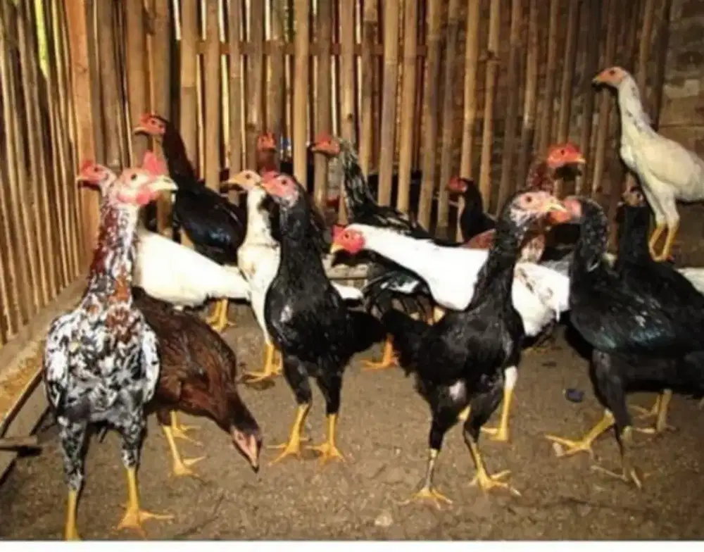 Ayam kampung betina dan jago