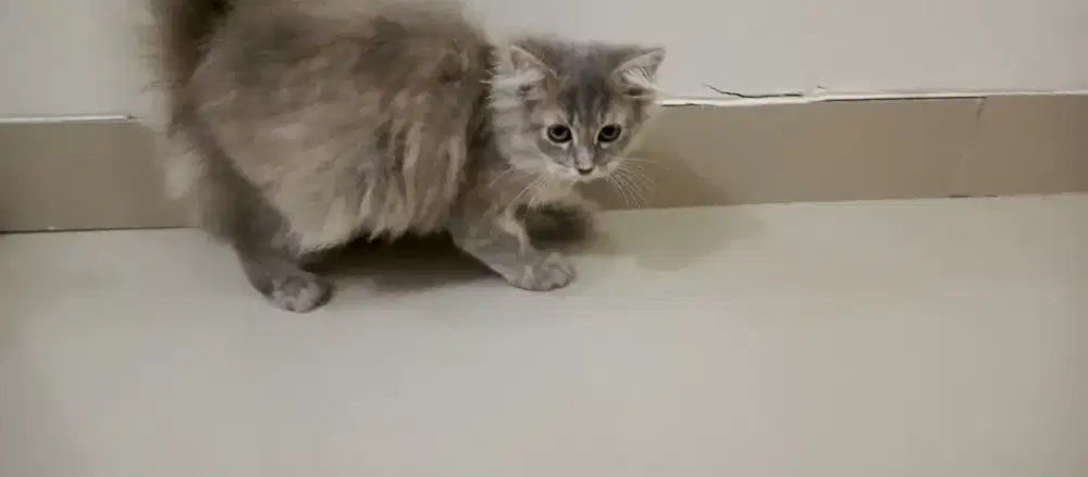 Scottish straight/longhair