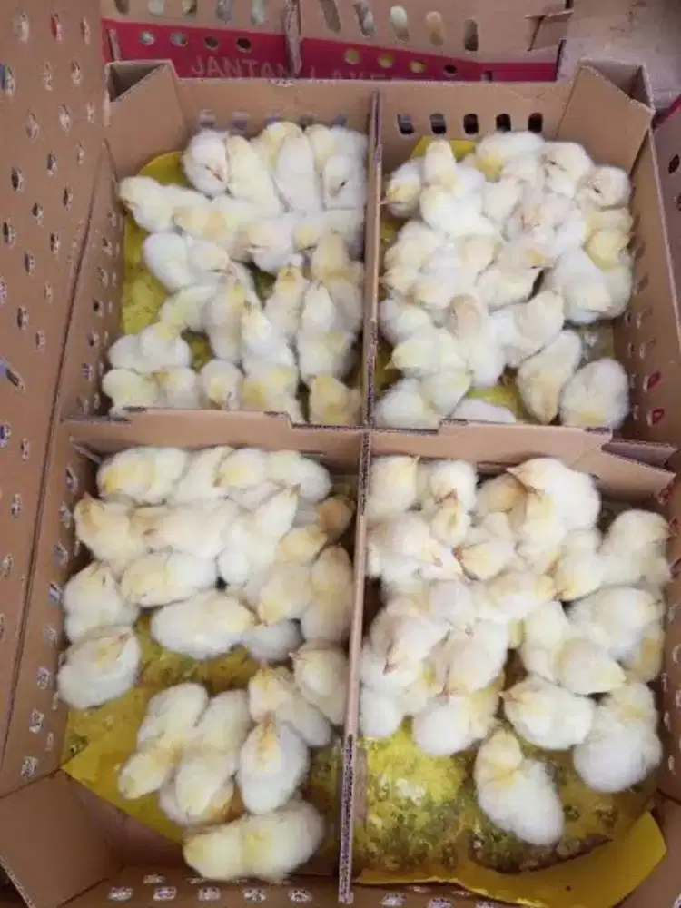 Ready ayam dod dan doc