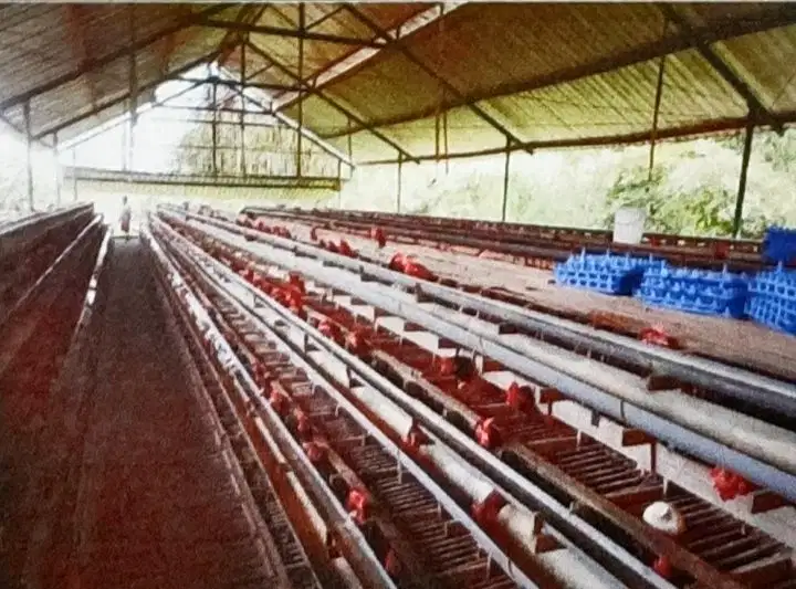 Dijual Murah Tanah & Kandang Ayam Petelur di Purbalingga Jawa Tengah