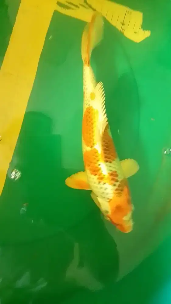 Ikan koi jenis KUJAKU ukuran 37cm