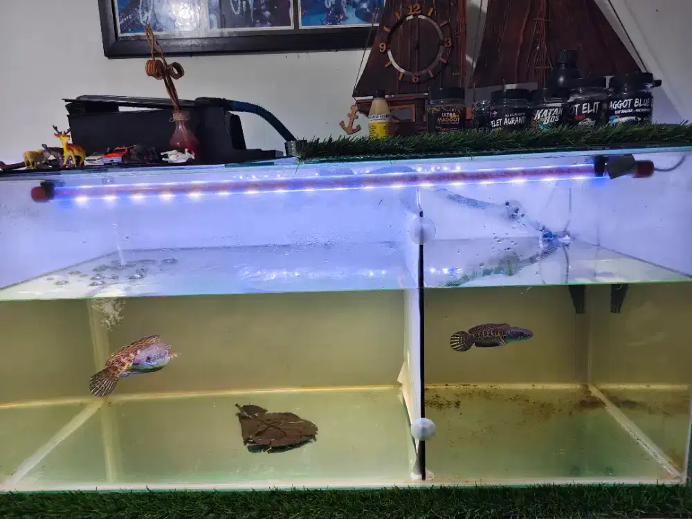 Channa auranti besar dan sedang