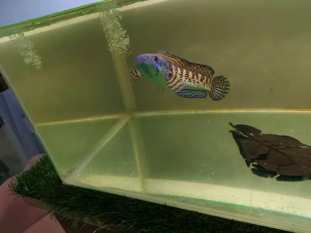 Channa auranti dan louhan kamfa