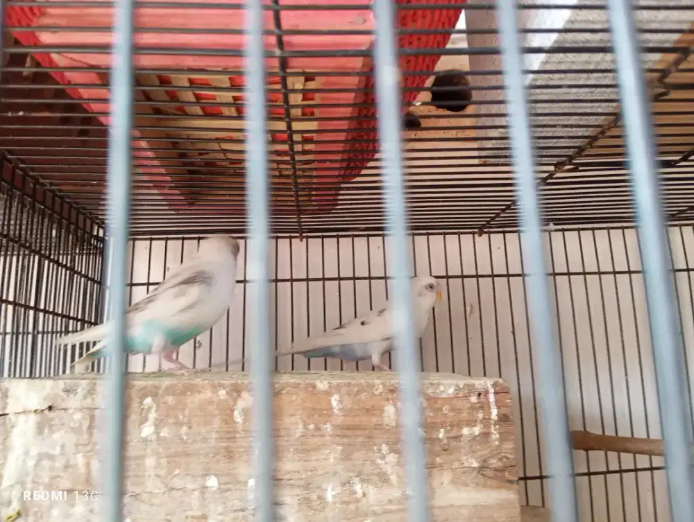 Sepasang burung parkir pied