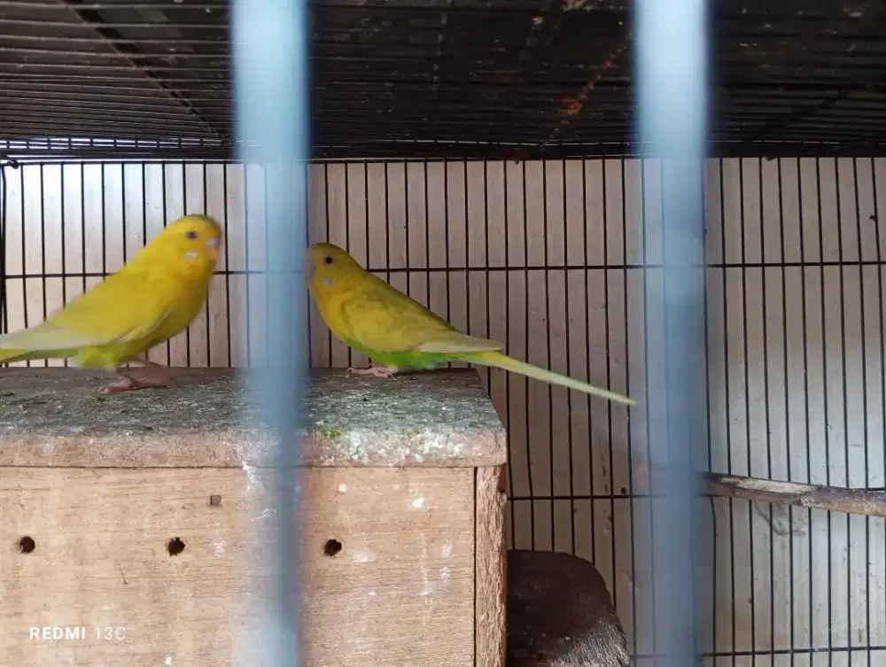 Sepasang burung parkit yellow