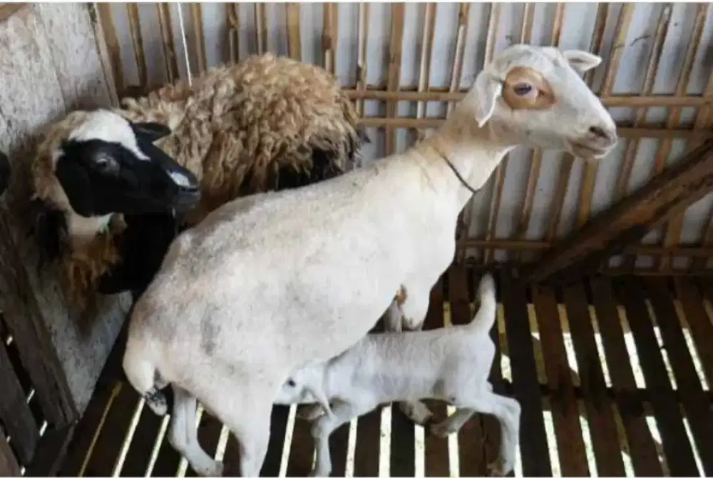 Kambing/Domba sehat dan bagus.