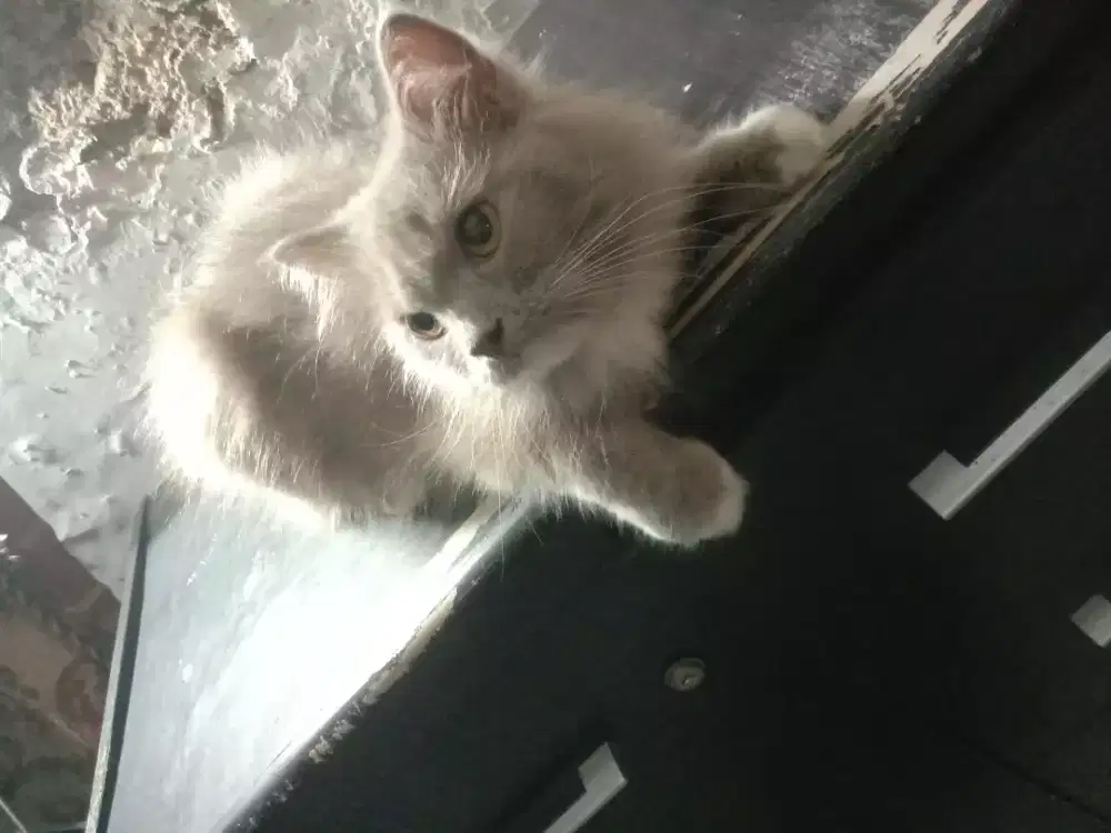 Kucing persia jantan Lucu