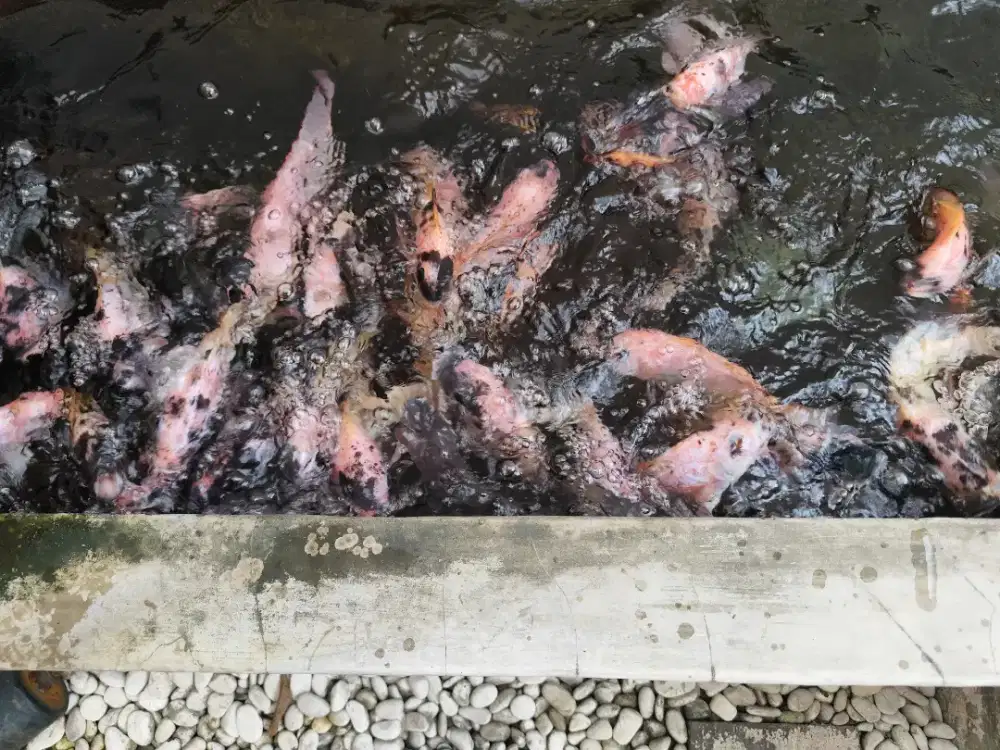 Ikan Nila Merah Segar Hidup