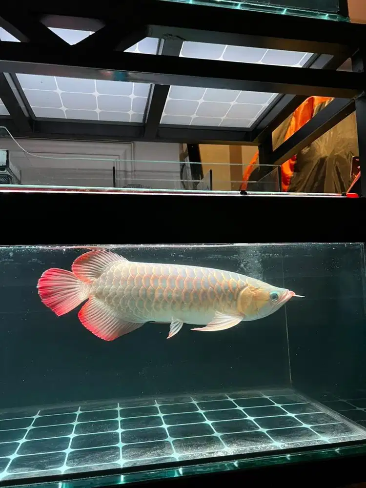 Ikan Arwana Super Red 45 cm