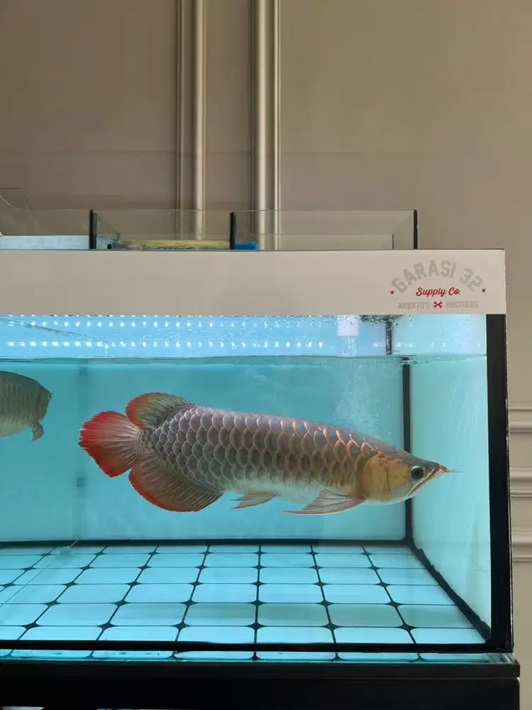 Ikan Arwana Super Red 43cm