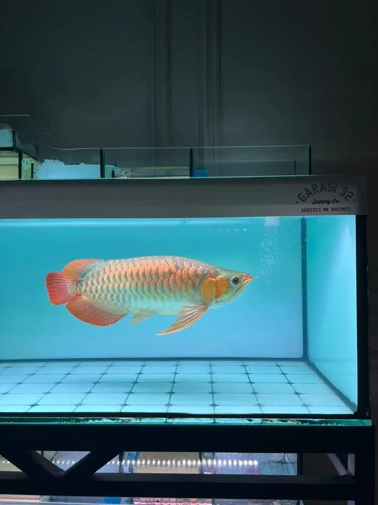 Ikan Arwana Semi Short Body Sumo 48cm