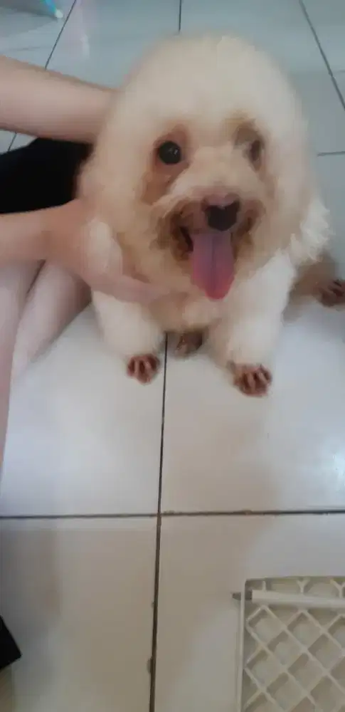 Anjing poodle dan shitshu