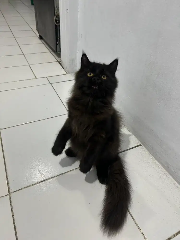 kucing persia big bone mix norwegian