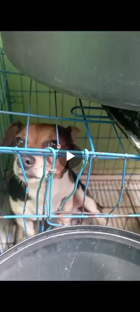 Dijual anjing mix (beagle chi hua2)3thn