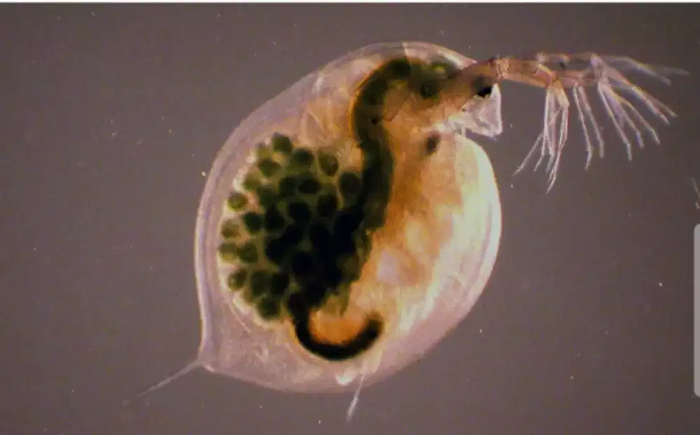 Starter Kutu Air Daphnia Magna