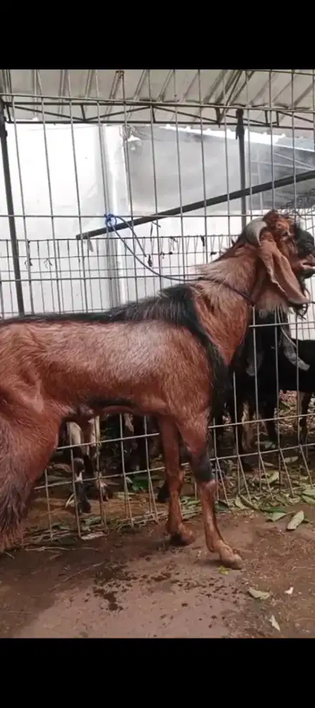 Catering aqeqah bagir