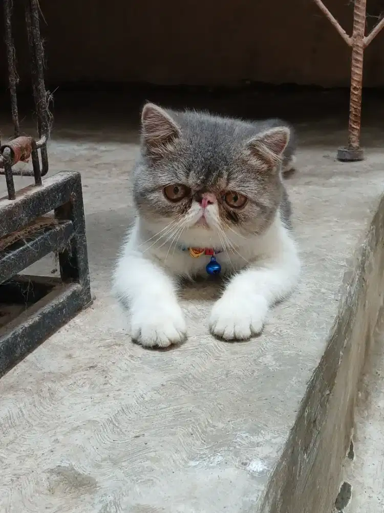 Kucing Persia Exotic